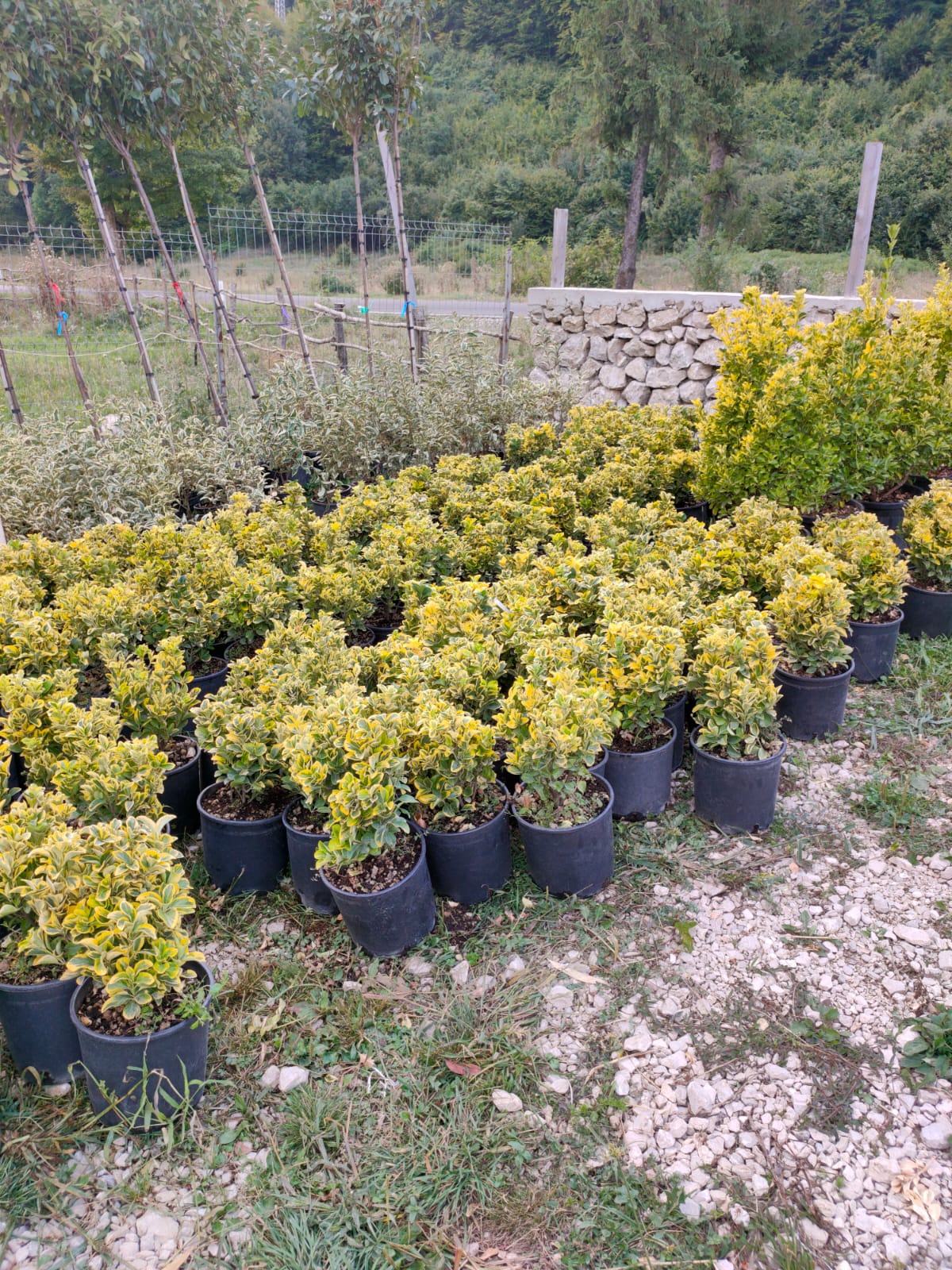 Euonymus