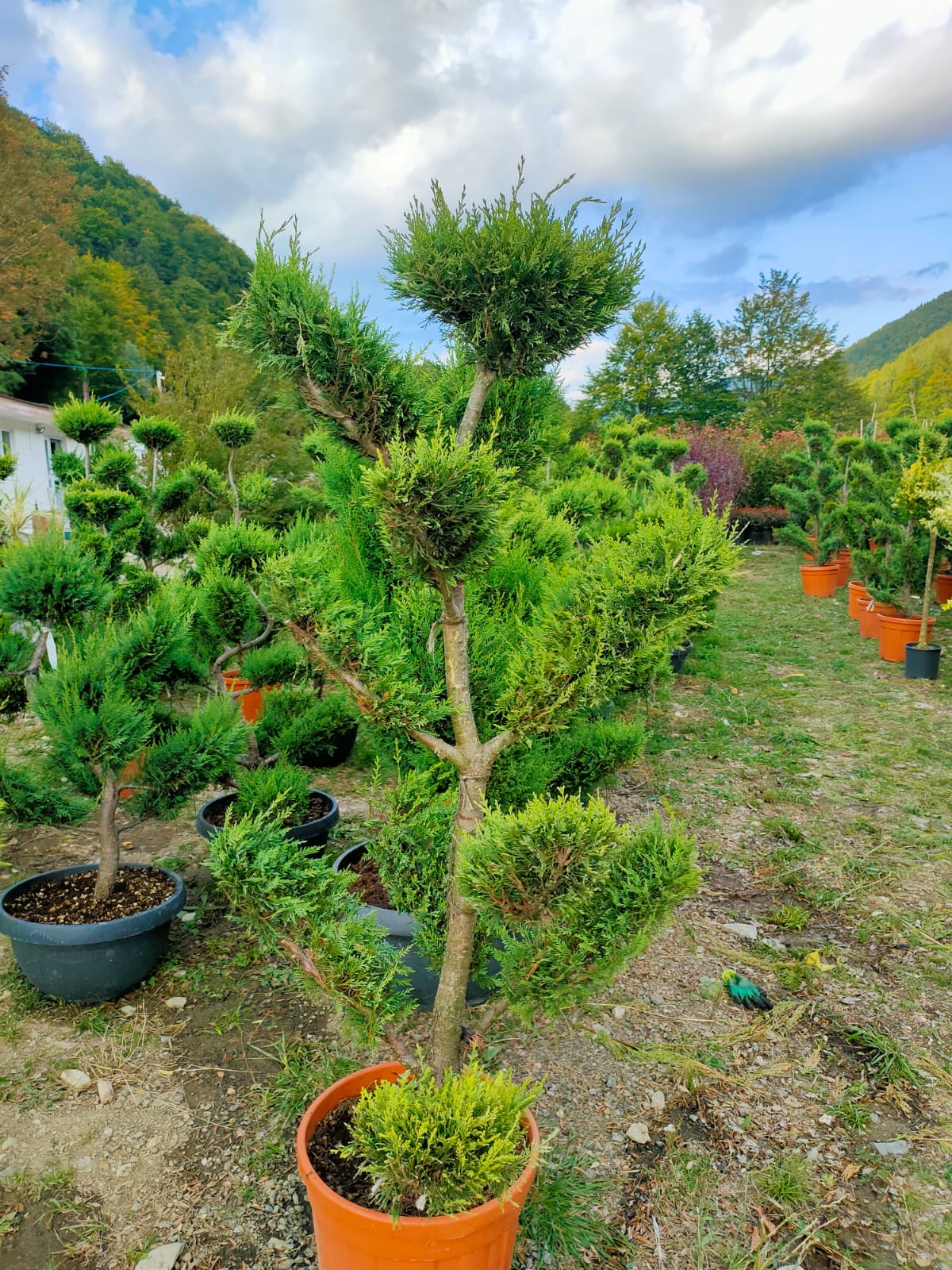 Chiparos bonsai Cupressocyparis