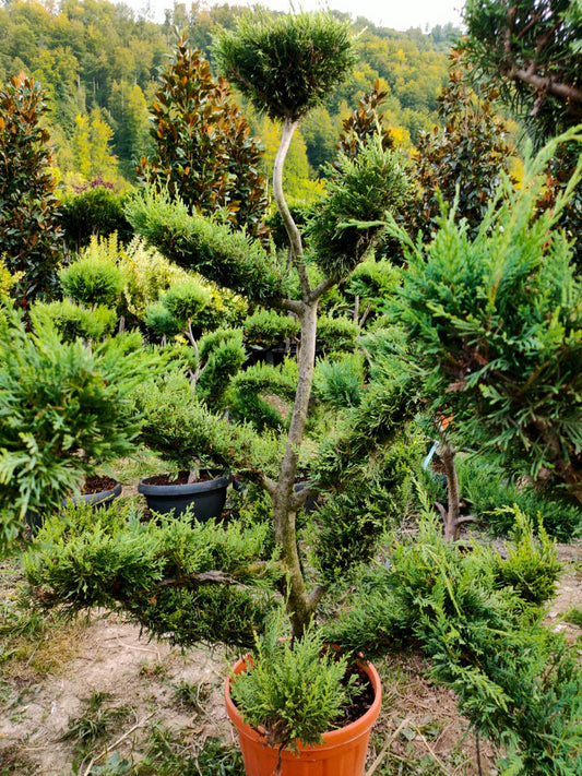 Chiparos bonsai Cupressocyparis