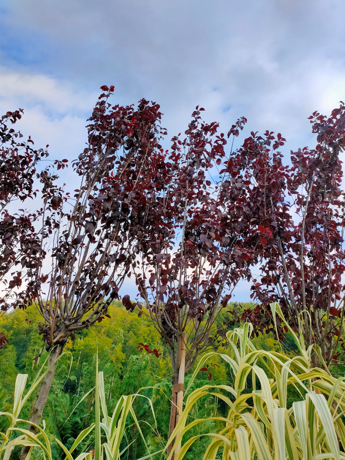 Prunus cerasifera Pissardii