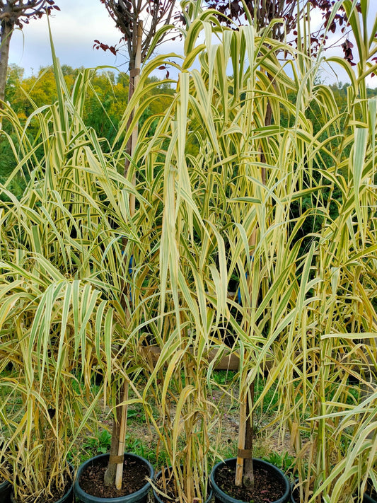 Bambus Variegatea