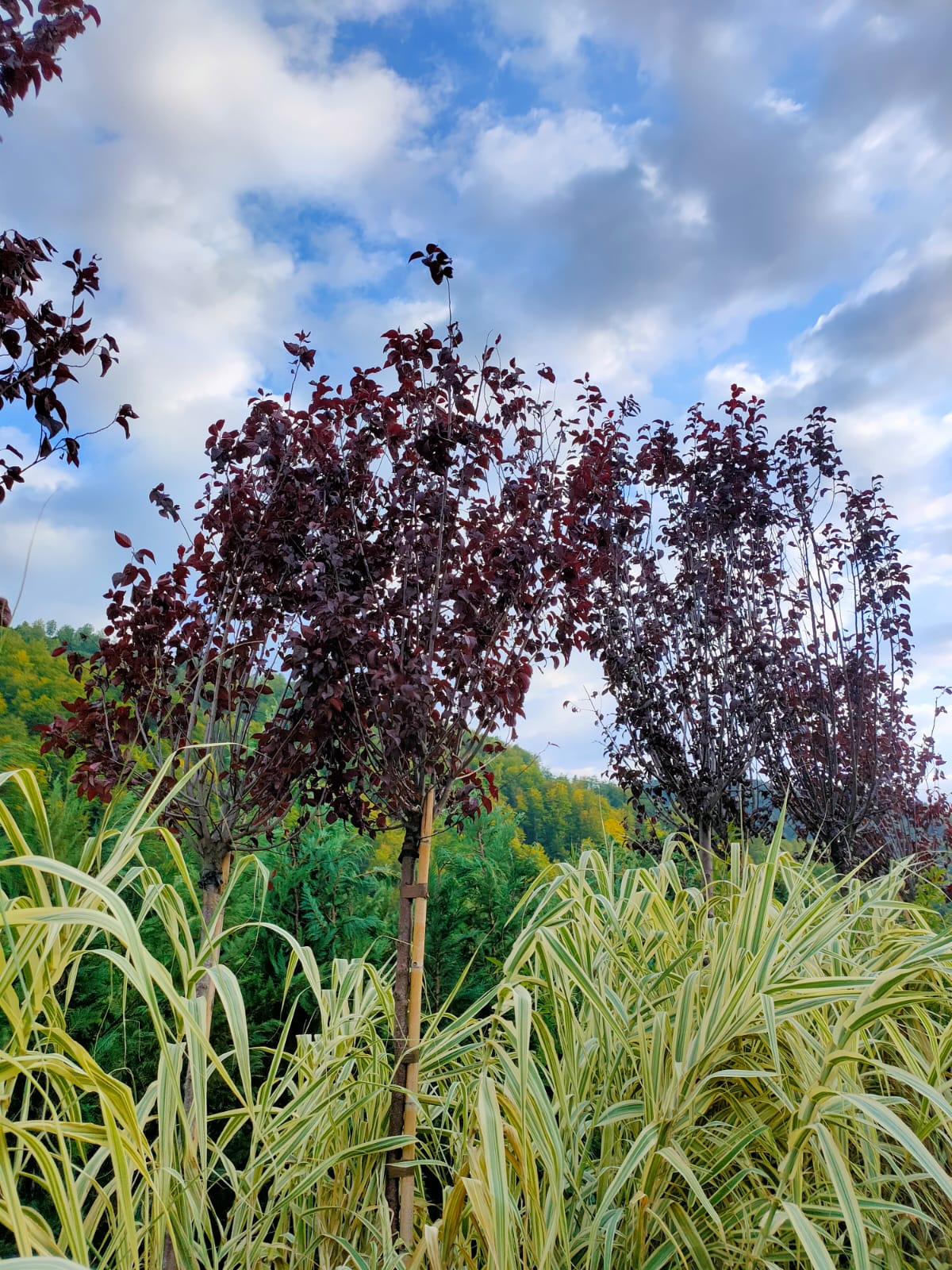 Prunus cerasifera Pissardii