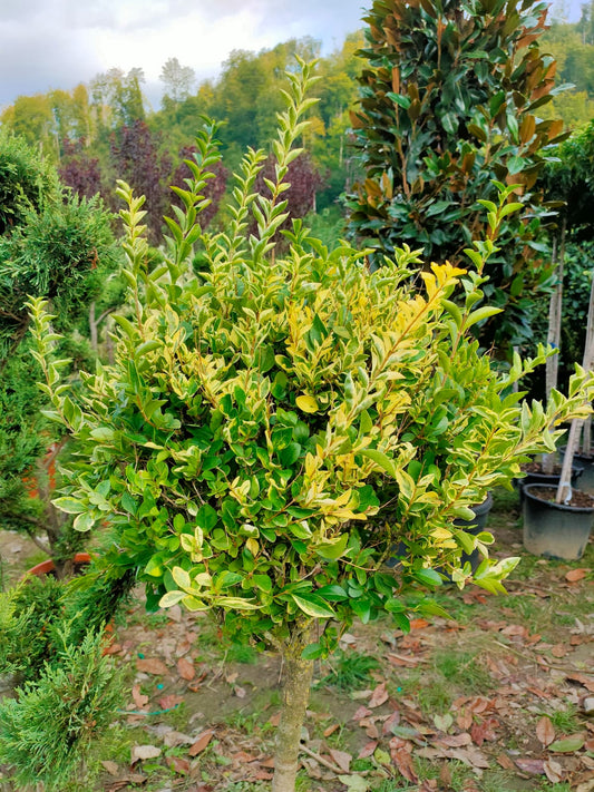 Euonymus Variegata