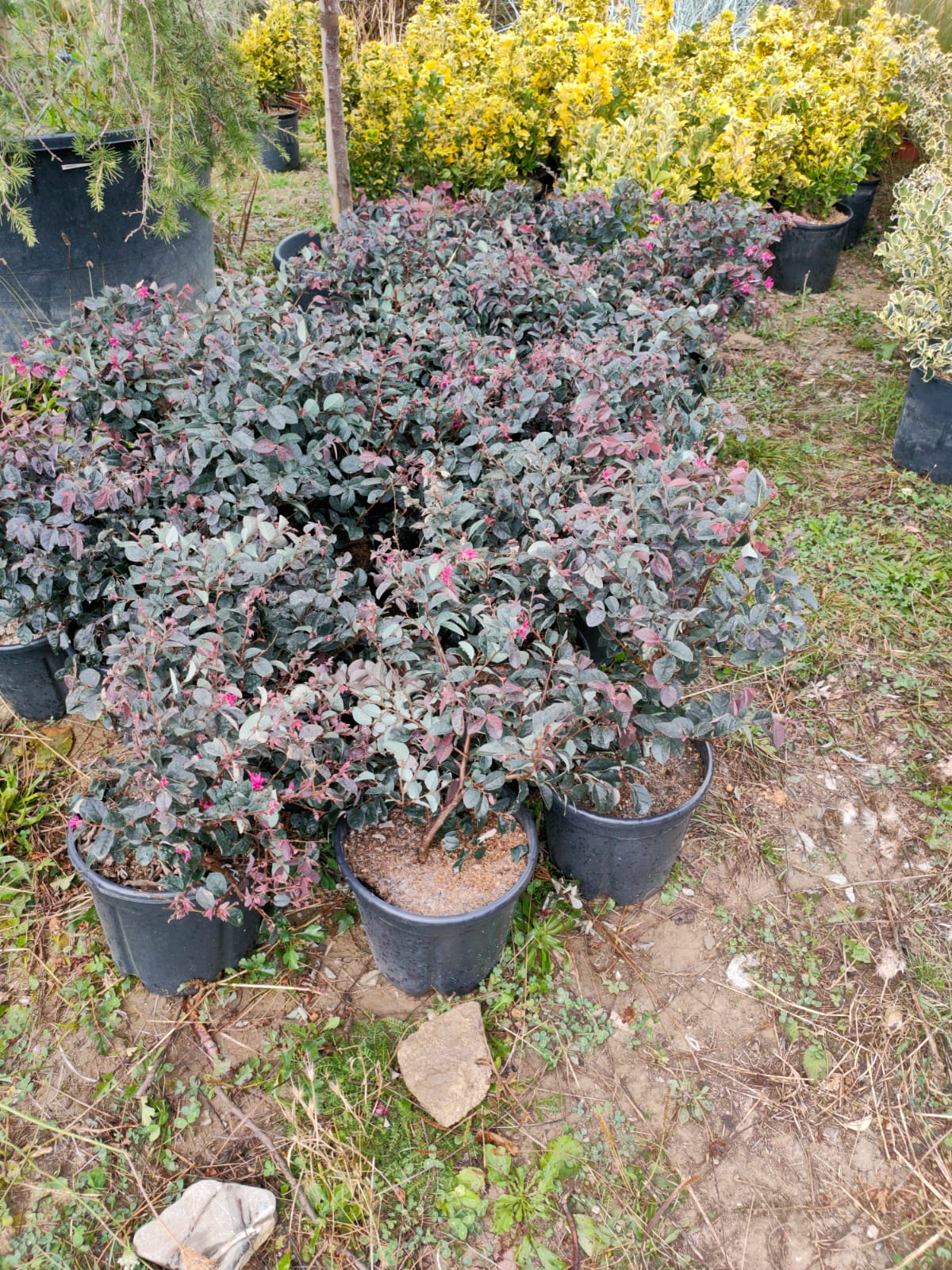 Loropetalum chinense ‘Fire Dance’