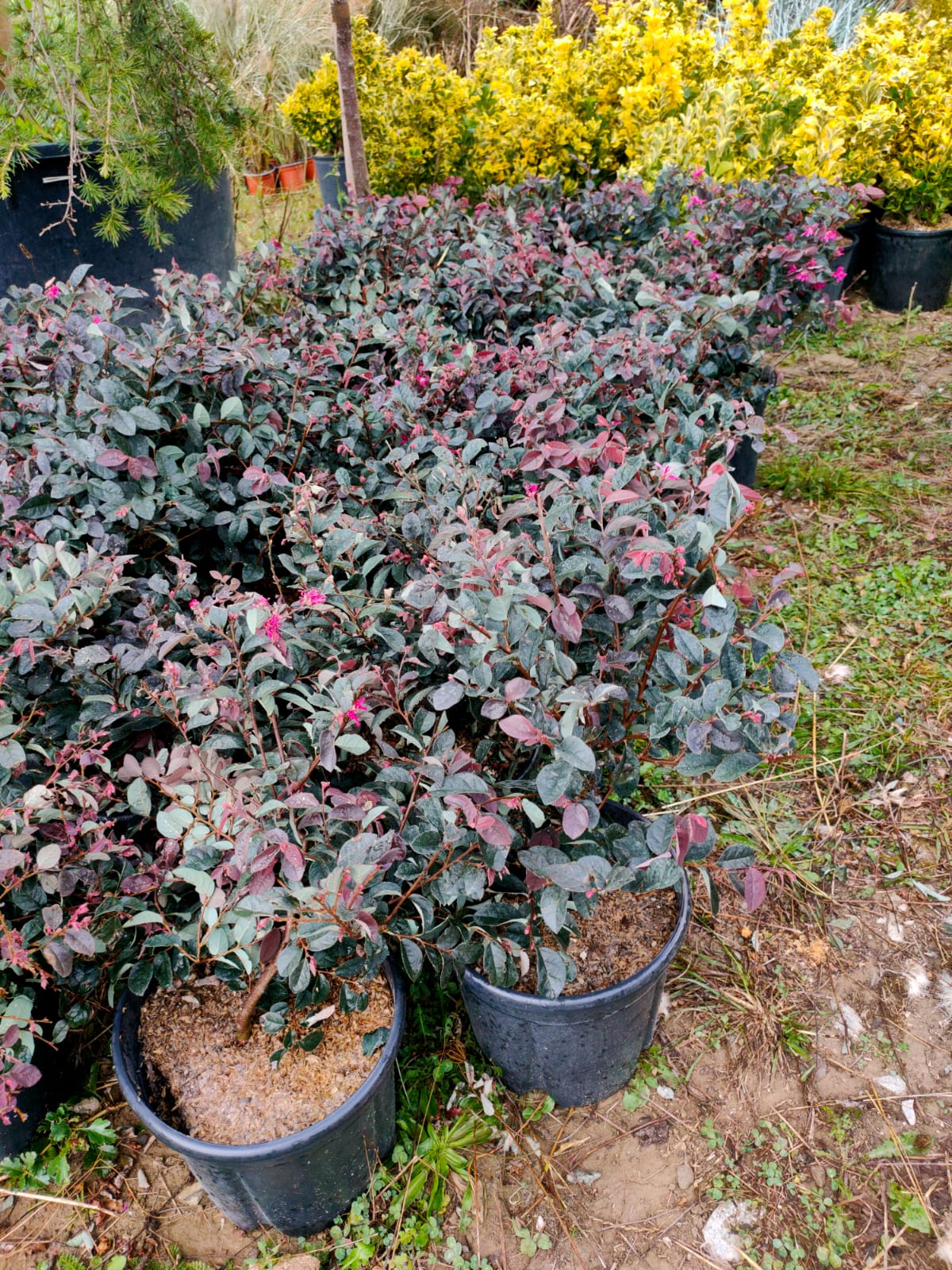 Loropetalum chinense ‘Fire Dance’