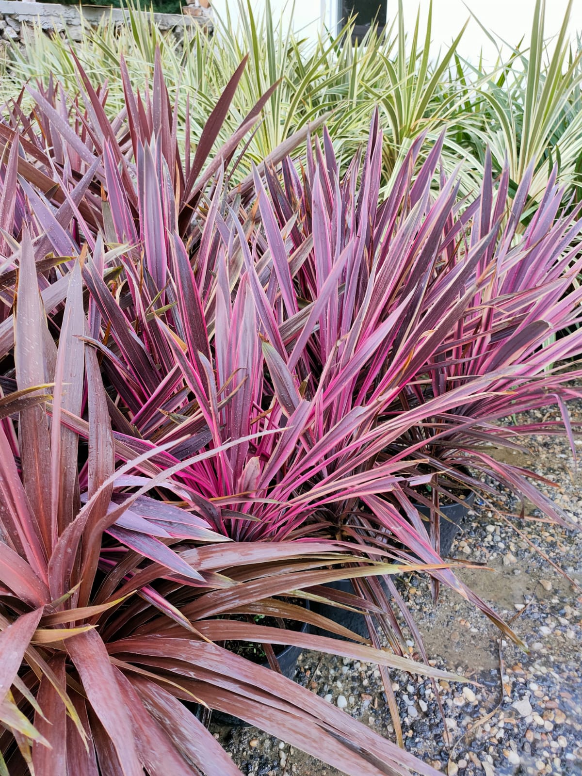 Yucca filamentosa