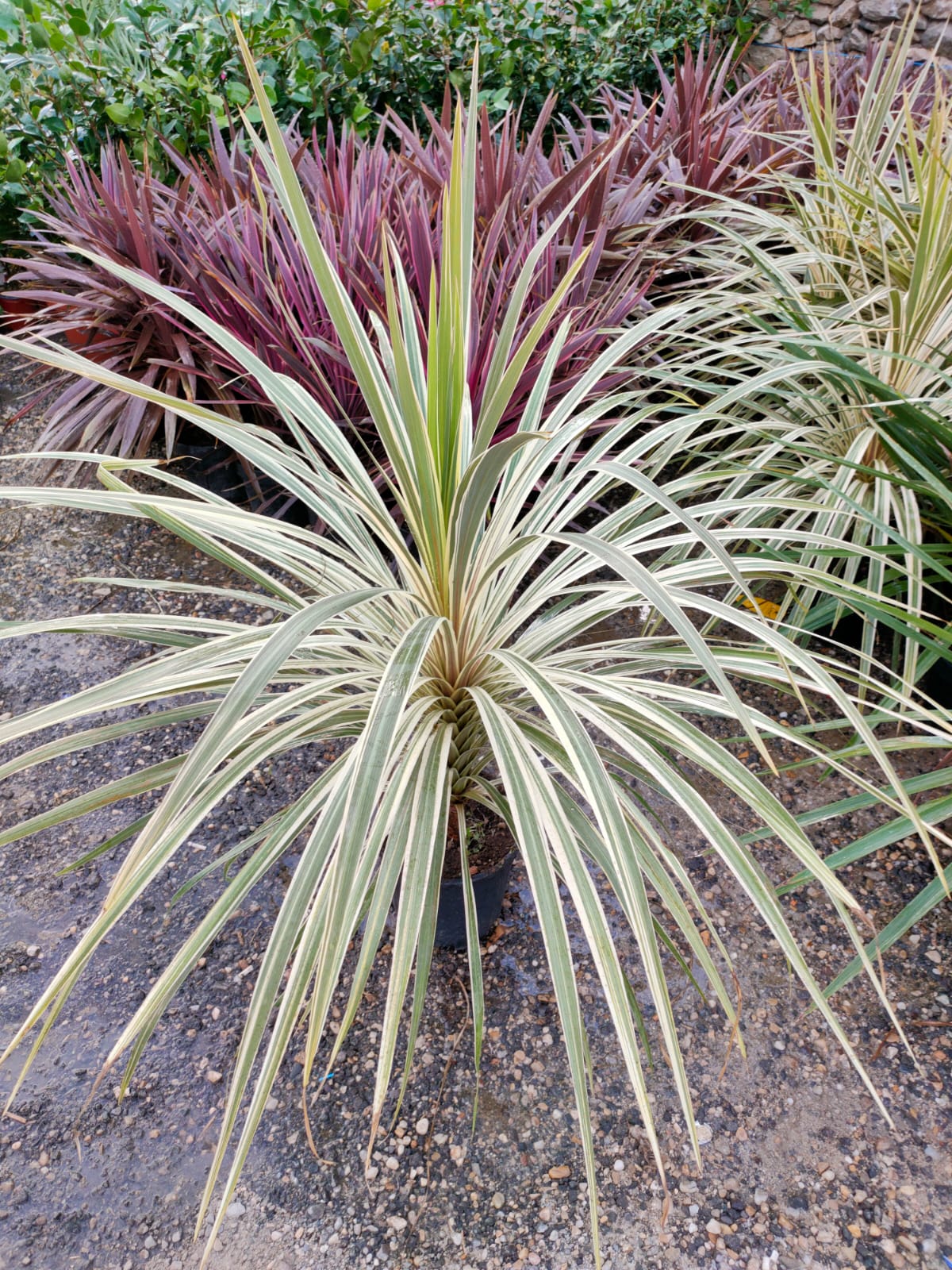 Yucca filamentosa