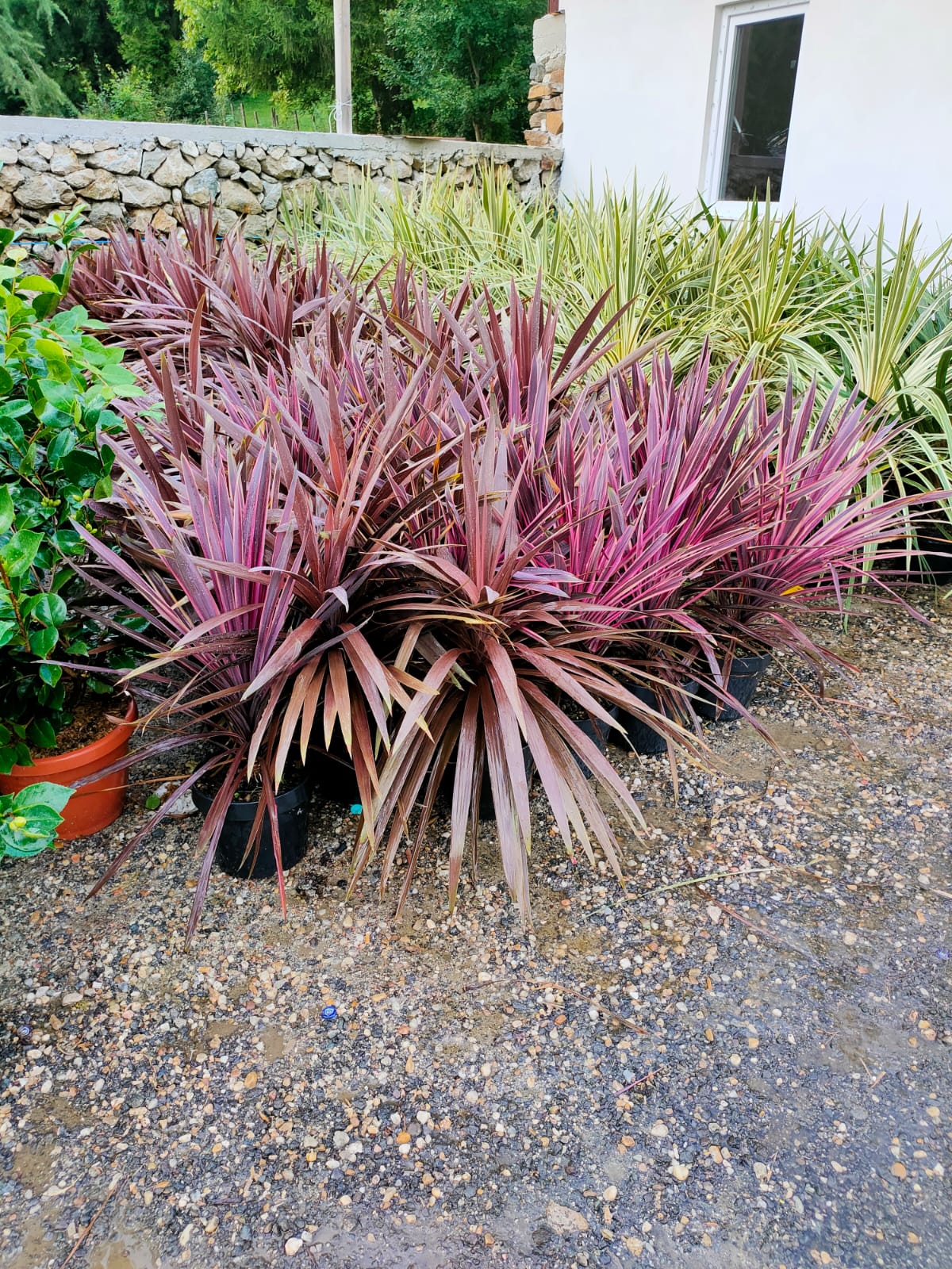 Yucca filamentosa