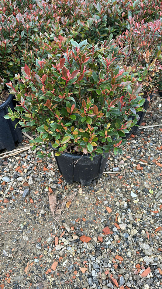 Photinia Red Robin