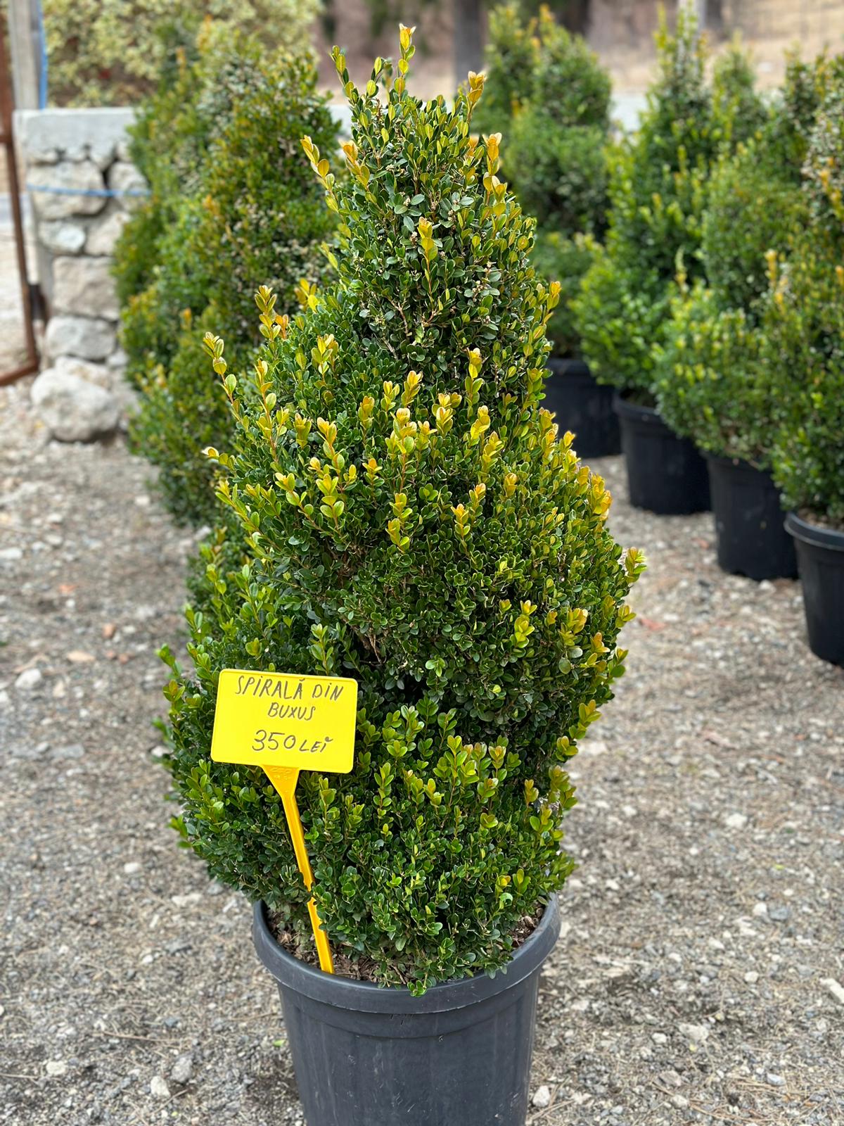 Spirala din Buxus