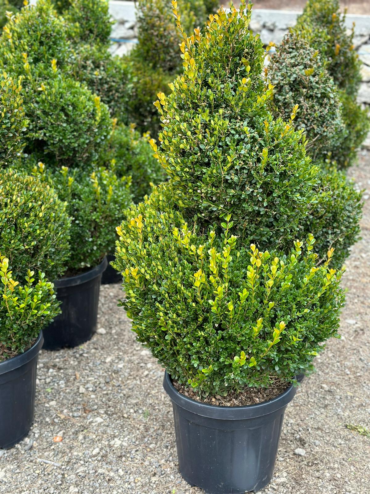 Spirala din Buxus