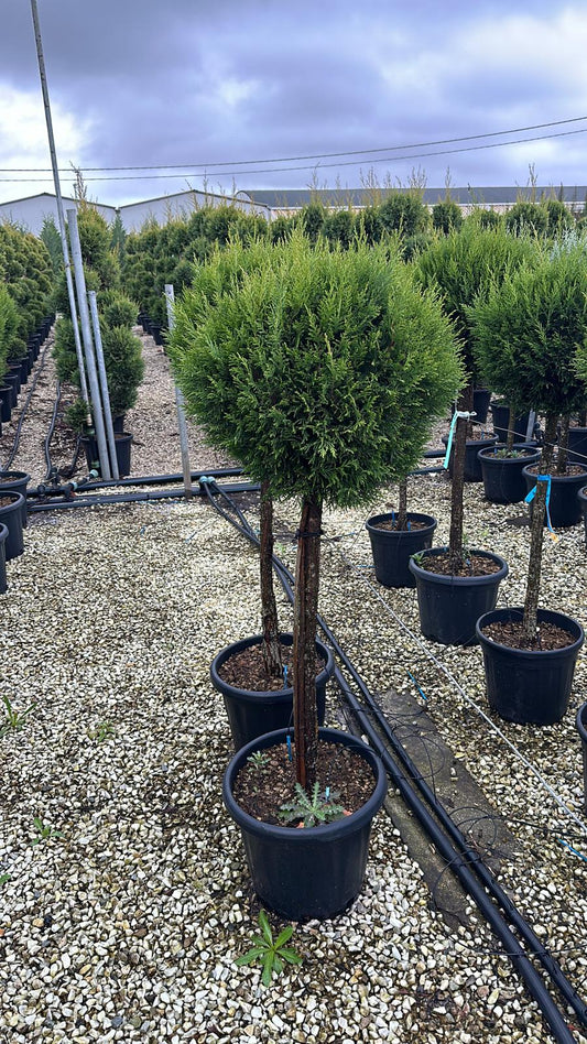 Leylandii Glob pe trunchi