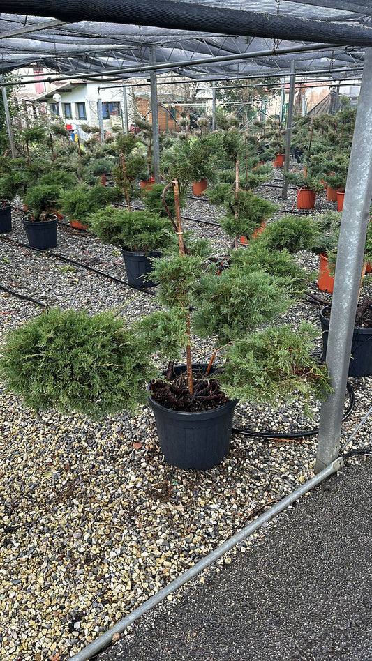 Bonsai Juniperus Holger