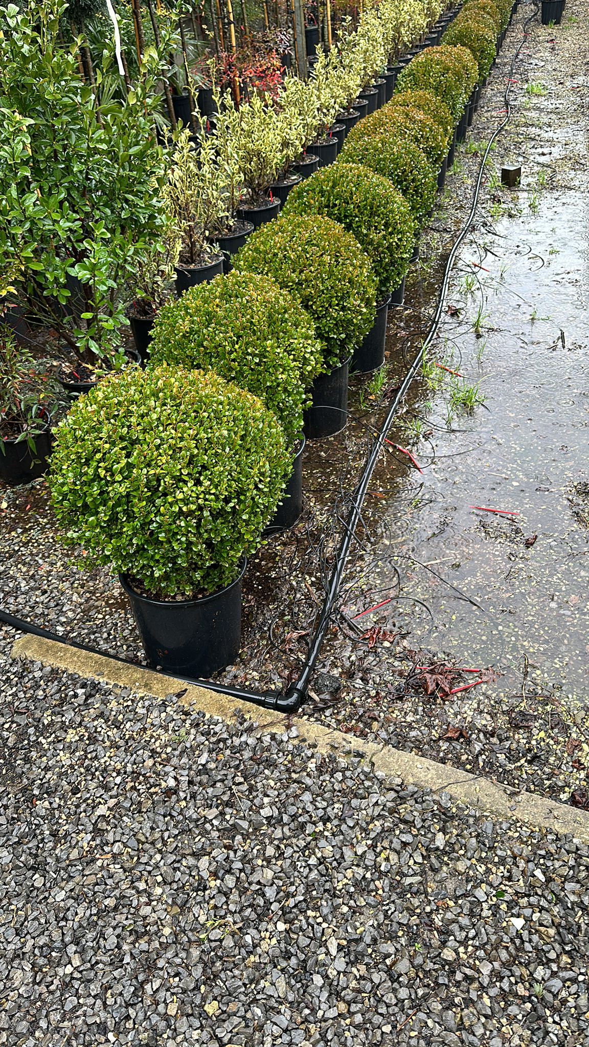 Buxus Sempervirens Globular