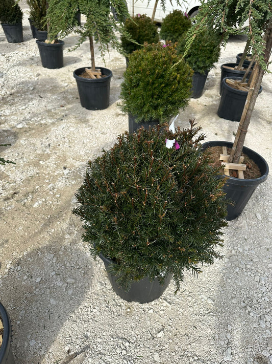 Taxus Globular