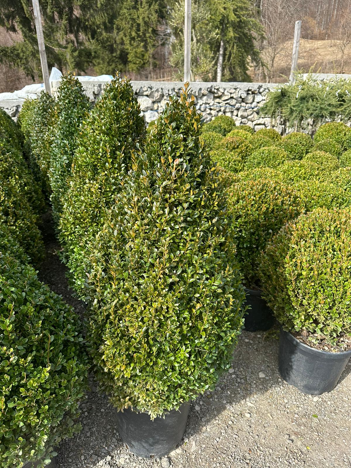 Buxus Piramida