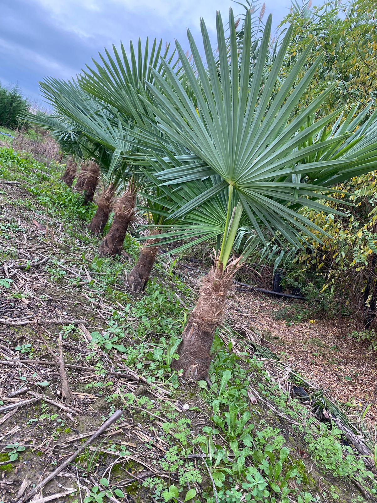 Palmierii Brahea armata