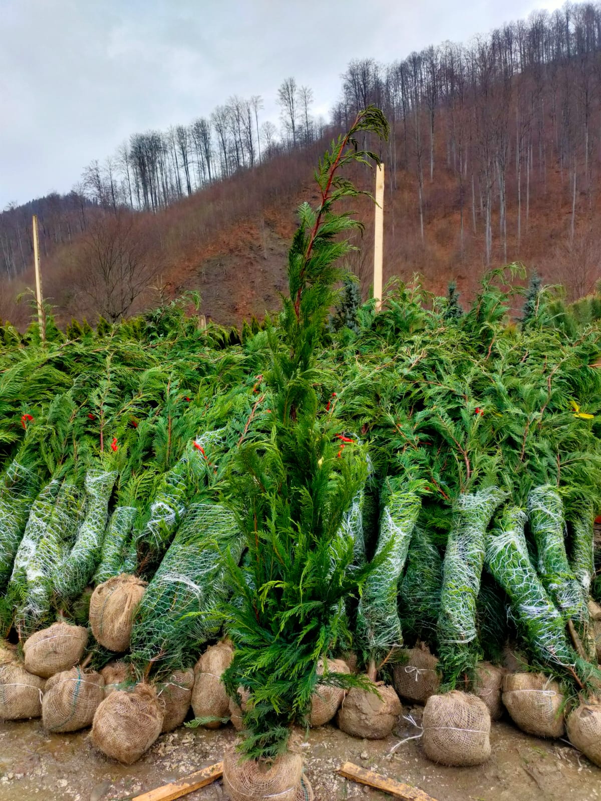 Leylandii Cupressocyparis