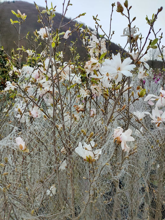 Magnolia Soulangeana