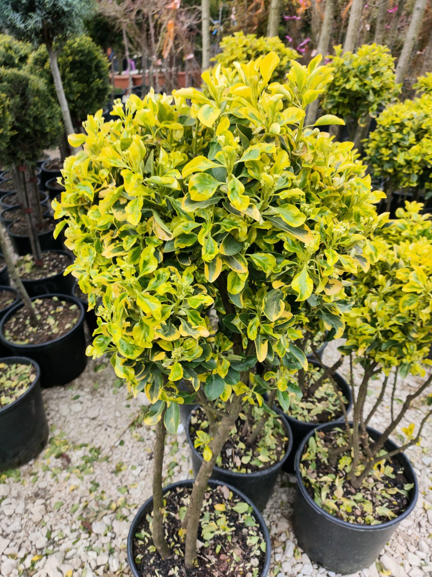 Euonymus pe Tija