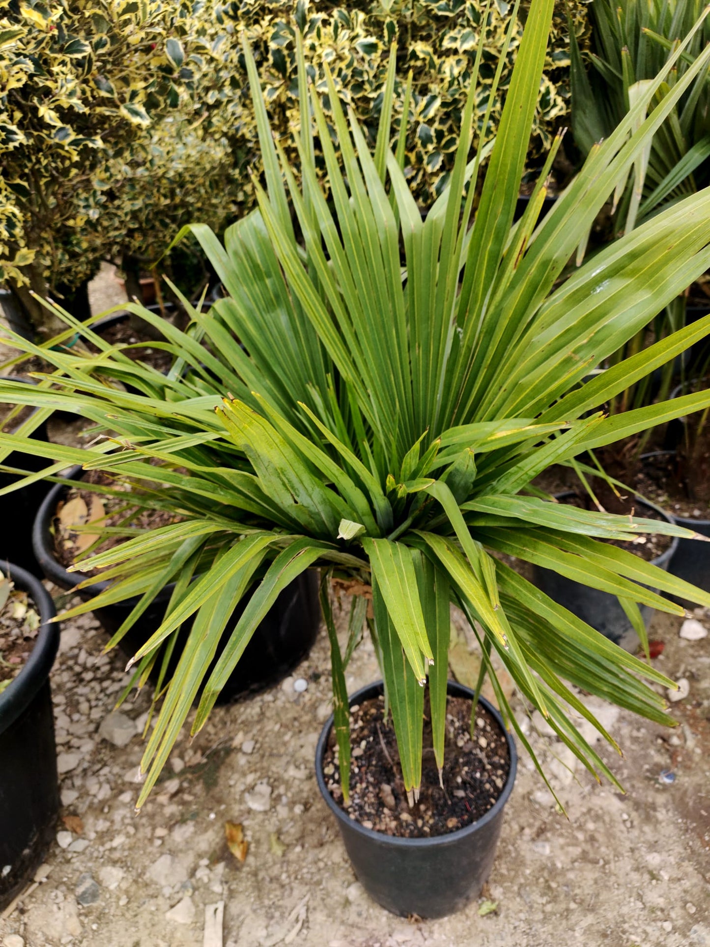 Palmier TRACHYCARPUS FORTUNEI