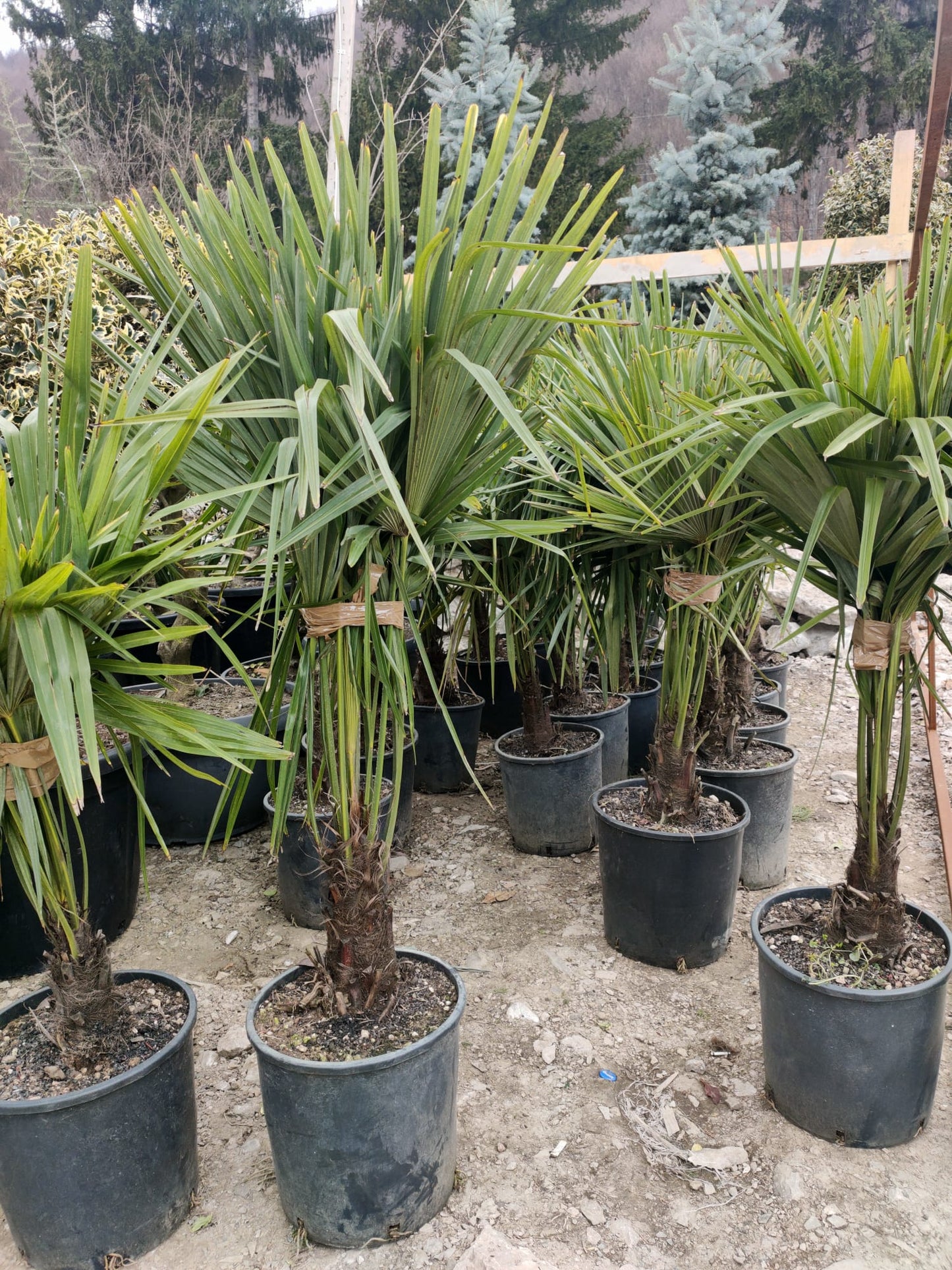 Palmier TRACHYCARPUS FORTUNEI