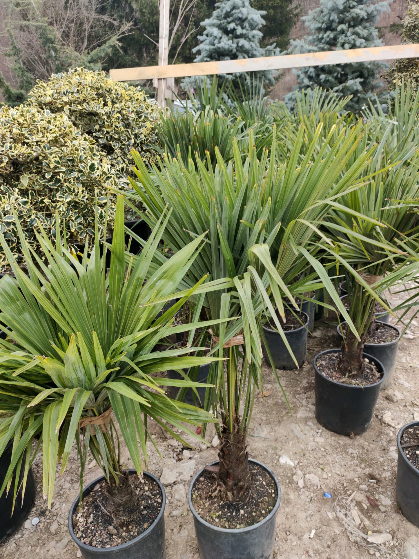 Palmier TRACHYCARPUS FORTUNEI