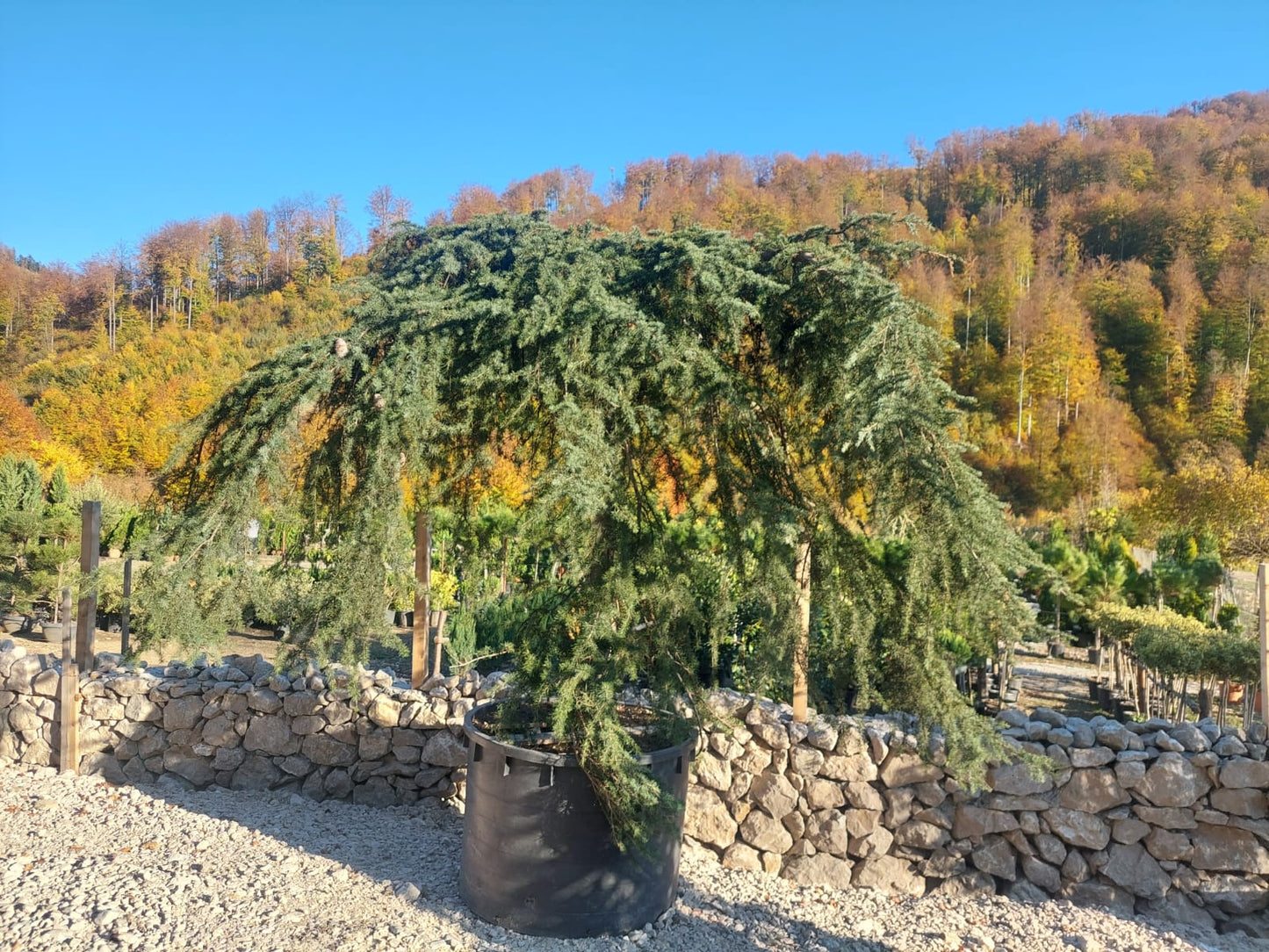 Cedrus Pendula