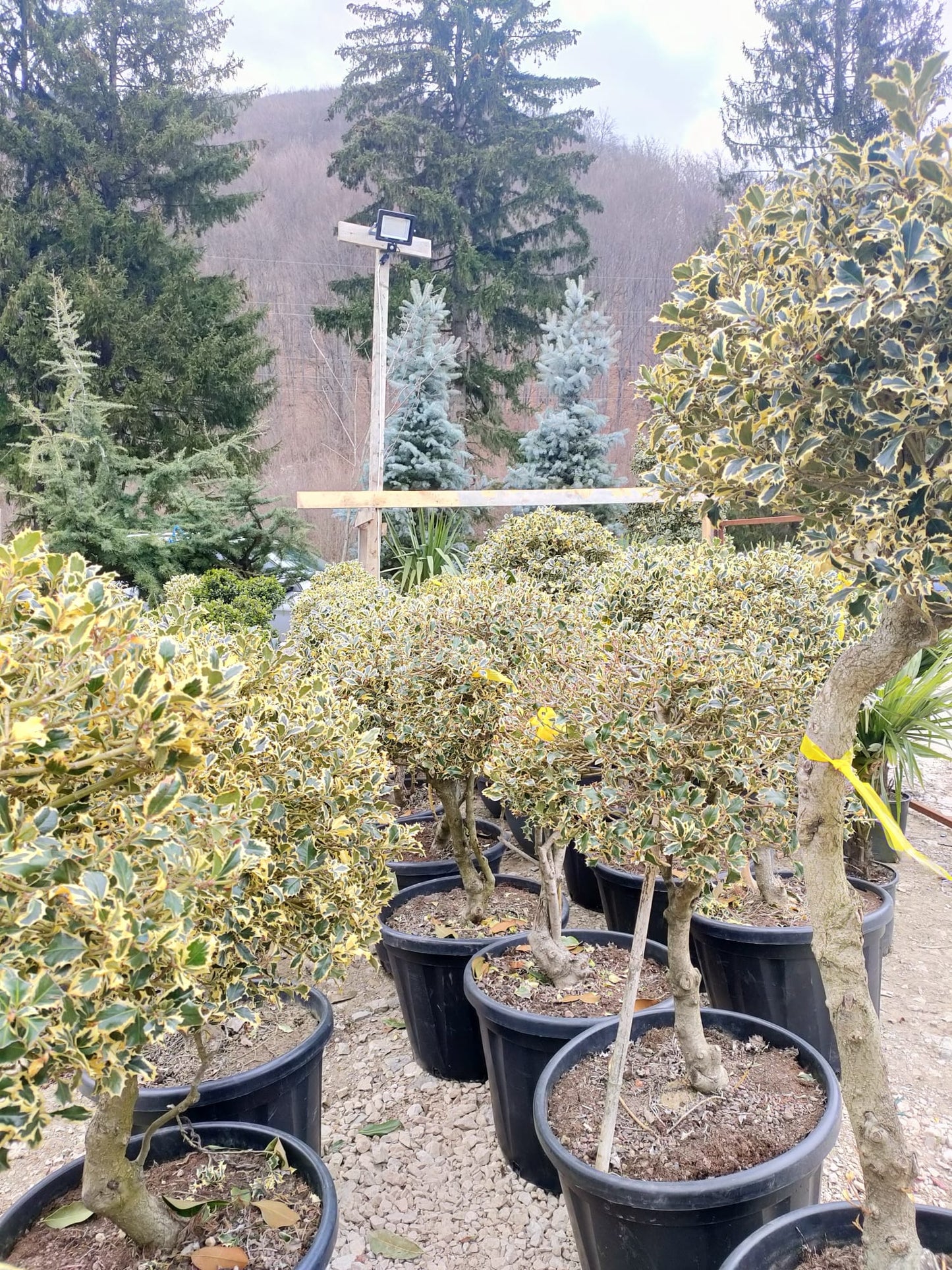 Ilex Variegata