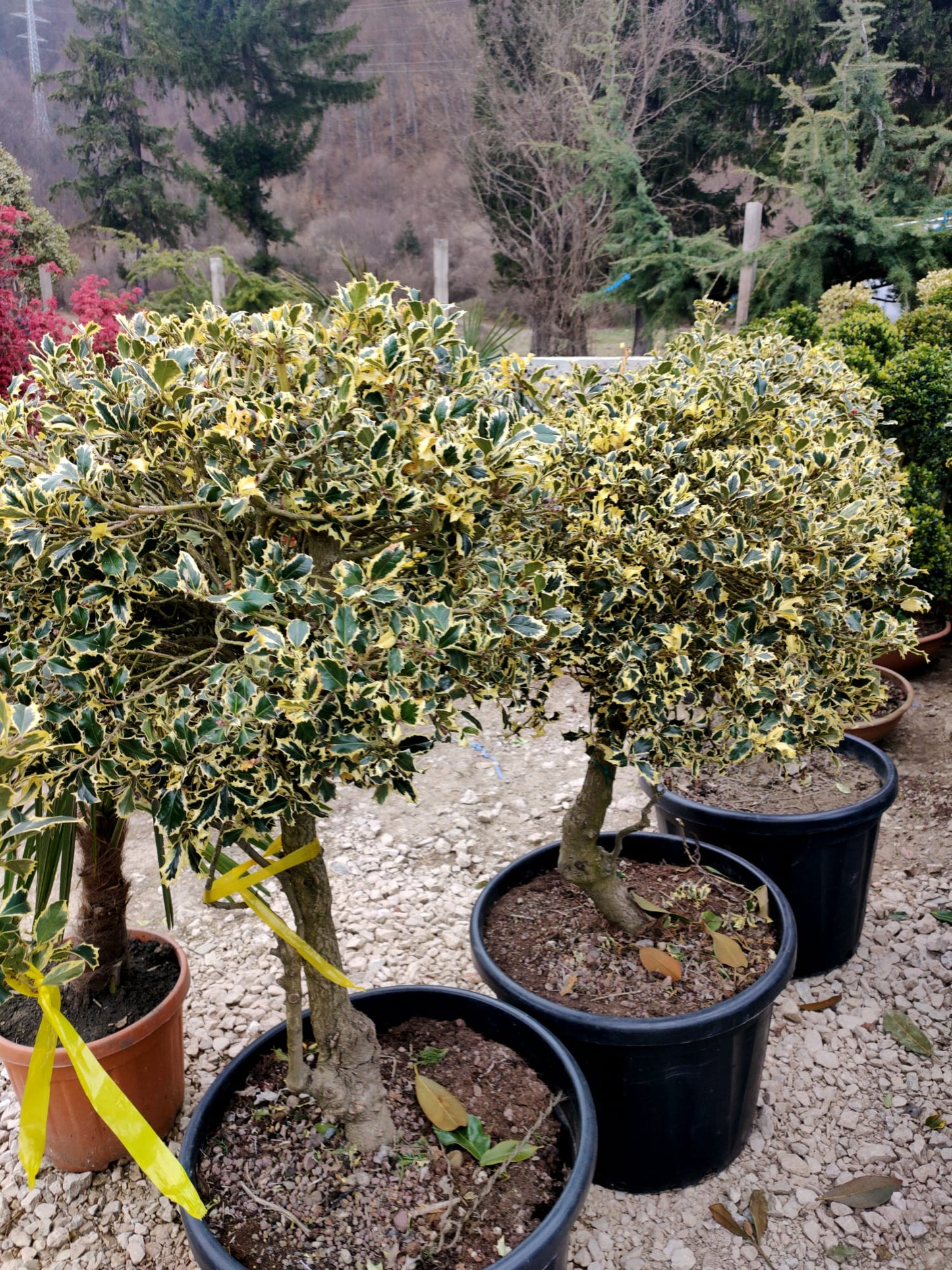 Ilex Variegata