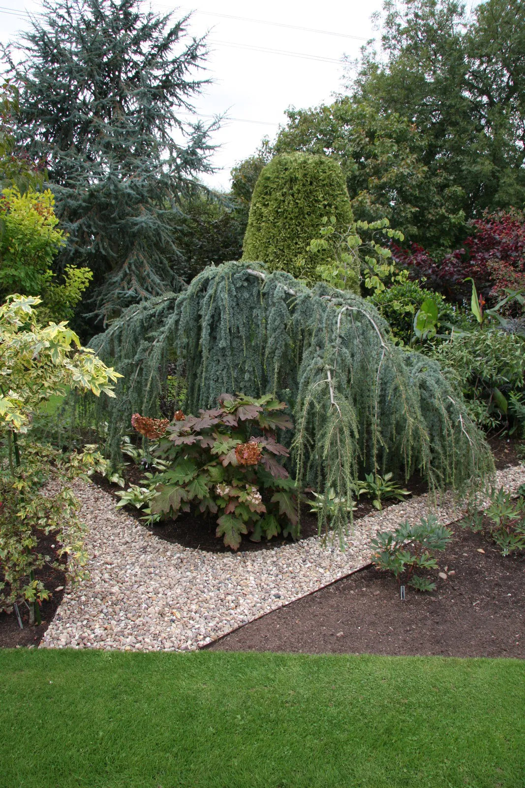 Cedrus Pendula