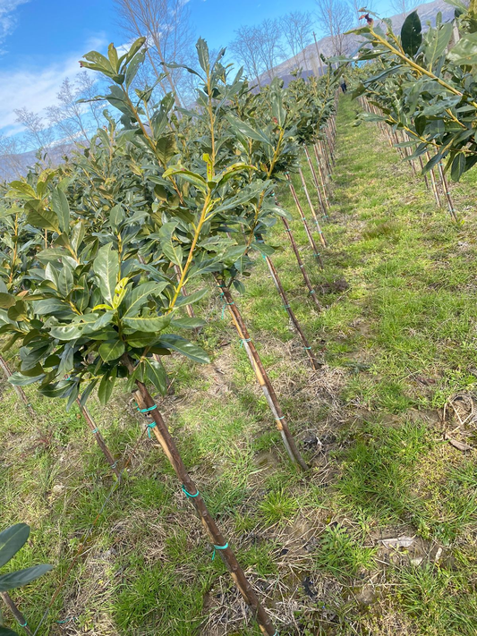 Prunus Laurocerasus Rotundifolia/Laur Englezesc