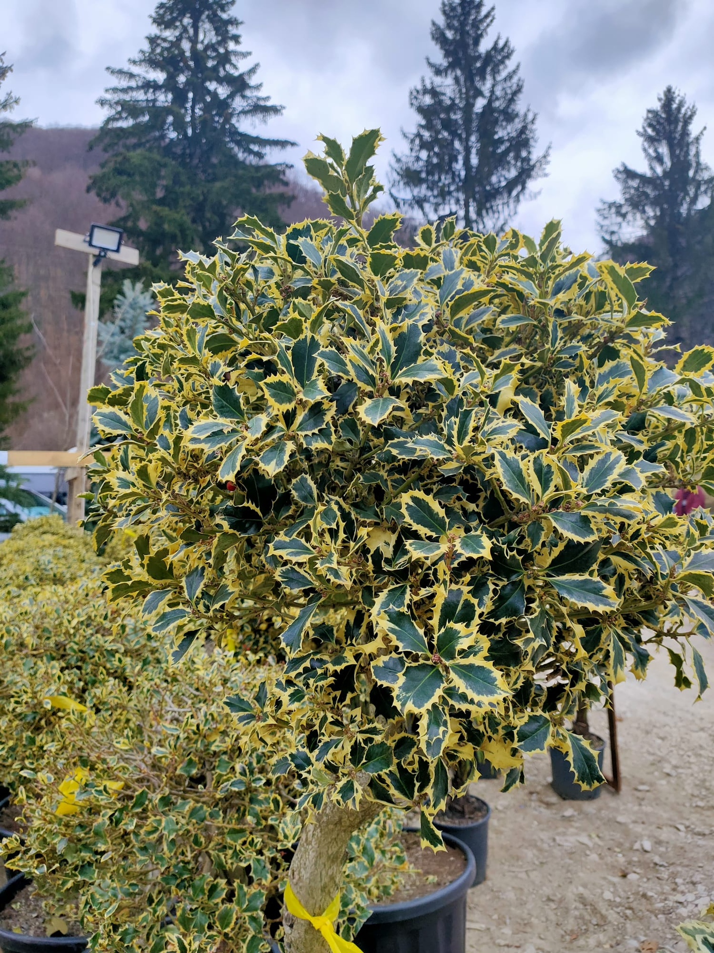 Ilex Variegata